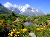 Jardin du Lautaret