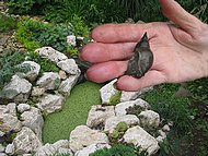 chez Denise, le jardin, les limns nettoyeurs