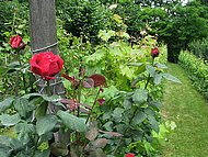 chez Martine, rosier de vigne