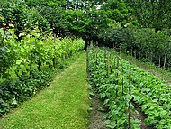 chez Martine, potager en vigne !