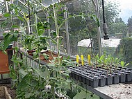 chez Robert, la serre