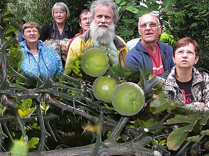 citronnier en pleine terre.