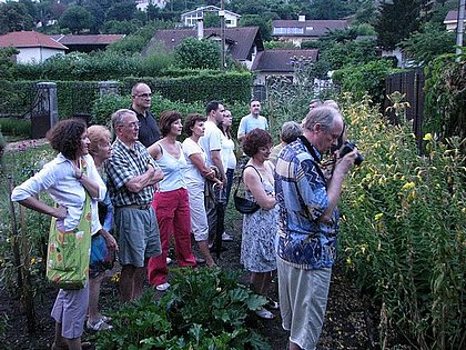 spectacle de l'onagre,oenothera biennis,evening primrose