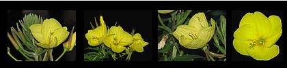 onagre,oenothera biennis,evening primrose