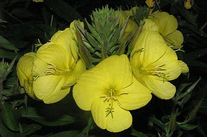 onagre,oenothera biennis,evening primrose