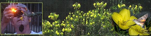 onagre,oenothera biennis,evening primrose: nocturne