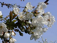 cerisier en fleurs