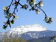 cerisier en fleurs