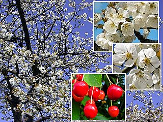 cerisier, prunus cerasus