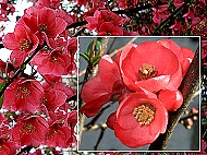 cognassier du Japon, pommier du Japon, cognassier  fleurs, poirier du japon, chaenomeles.