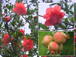 Grenadier,Punica granatum