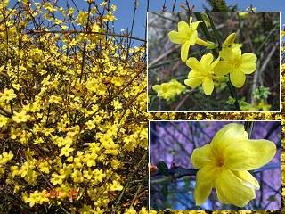 jasmin d'hiver