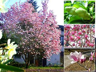 Magnolia soulangeana