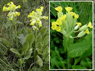 primevre officinale , coucou