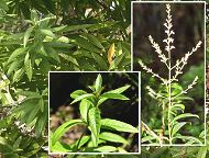 verveine officinale