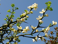 le citronnier de la source au printemps