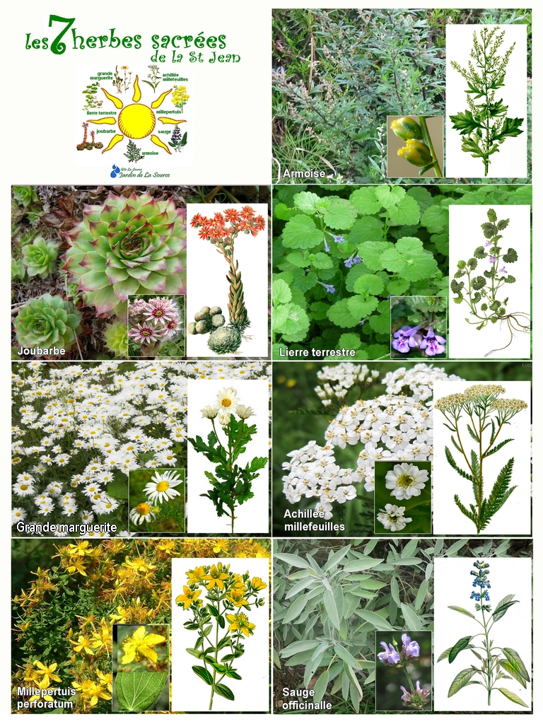 herbes sacrées de la St Jean, Jardin de La Source source d'informations, environnement jardin herbes sacrées de la St Jean, Jardin de La Source source d'informations, environnement jardin