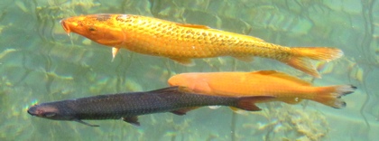 chevesnes et poissons rouges au Jardin de La Source