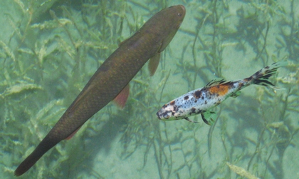 chevesne et shubunkin au Jardin de La Source