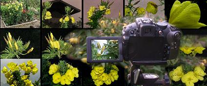 onagre,oenothera biennis,evening primrose: la magie