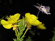 onagre,oenothera biennis,evening primrose et papillon sphynx