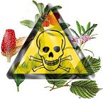 plantes danger, toxiques