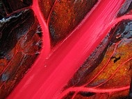 bette carde rouge  au Jardin de la Source