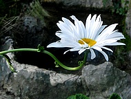 marguerite  au Jardin de la Source