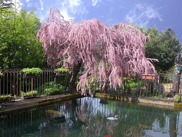 tamaris du Jardin de la Source