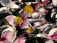 tapis pour pissenlit au Jardin de la Source