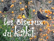 ds le premier gel les oiseaux se bousculent dans le kaki, les fruits sont mrs et le spectacle toute la journe !