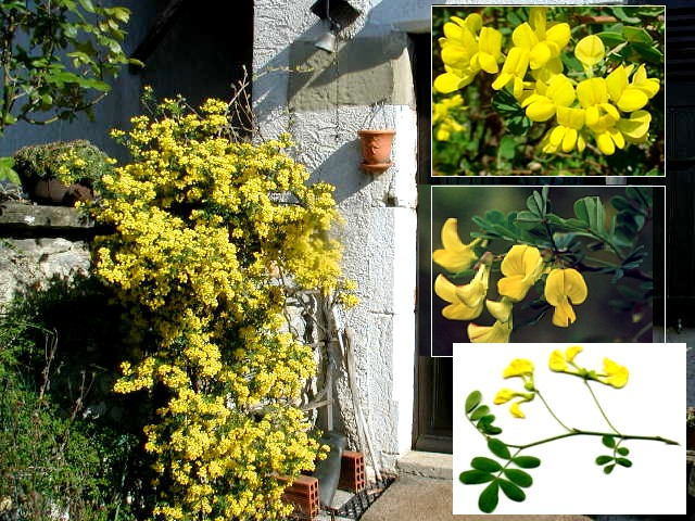 gîte la source,arbres coronnille