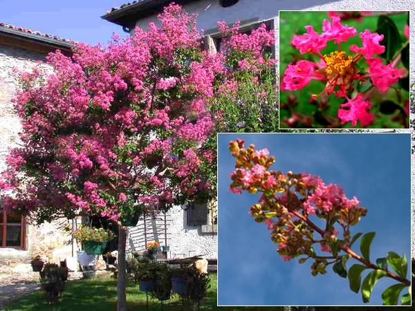 Lagerstroemia. Lilas des indes