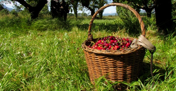 le temps des cerises