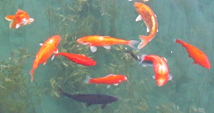 ballet de poissons au Jardin de La Source