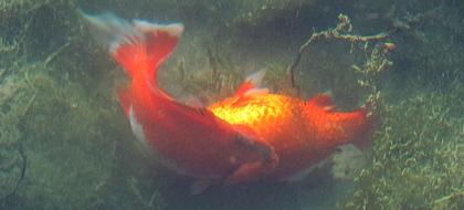 la mort d'un poisson rouge au Jardin de La Source